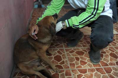 Pemkot Berhasil Tekan Angka Kasus Rabies